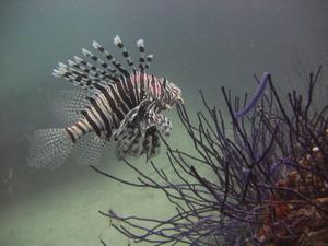 lionfish.jpg