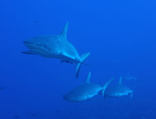 Cycle 2013 de la Maison des Océans : « requins, au-delà du malentendu »