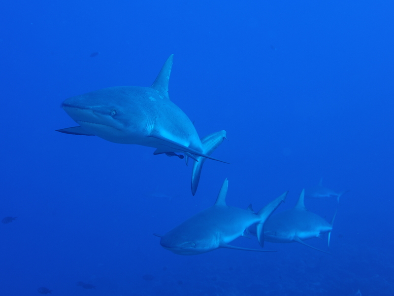 Requins gris passe de Fakarava en Polynésie
