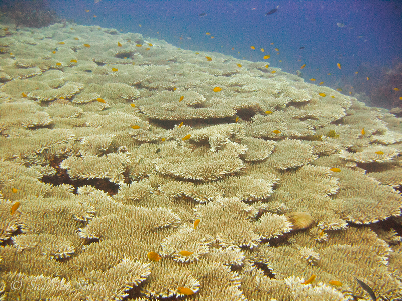 Corail dur Pulau Redang
