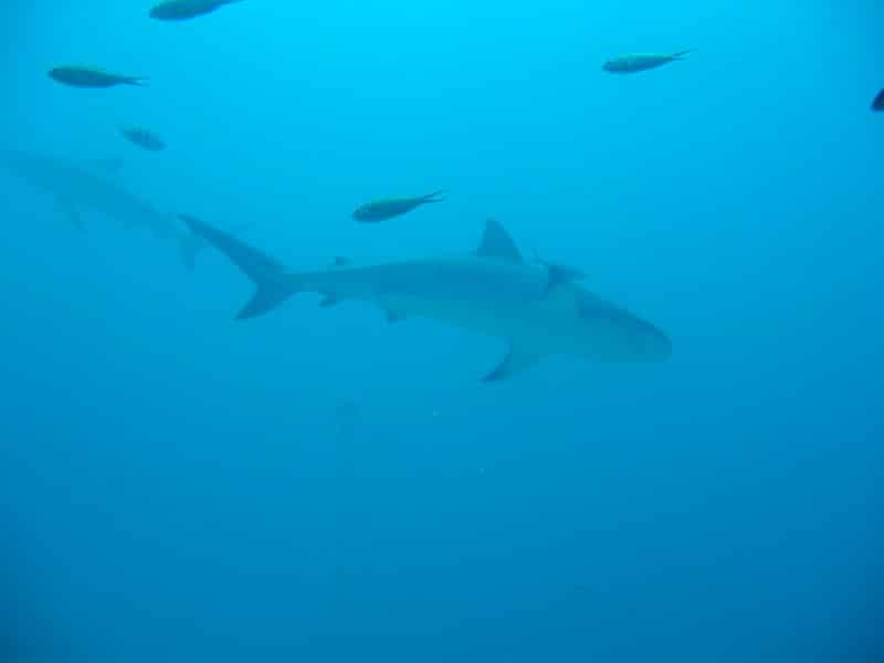Shark feeding Bahamas