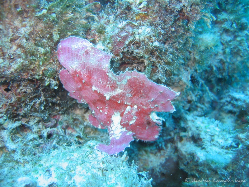 Poisson-feuille rose île Maurice