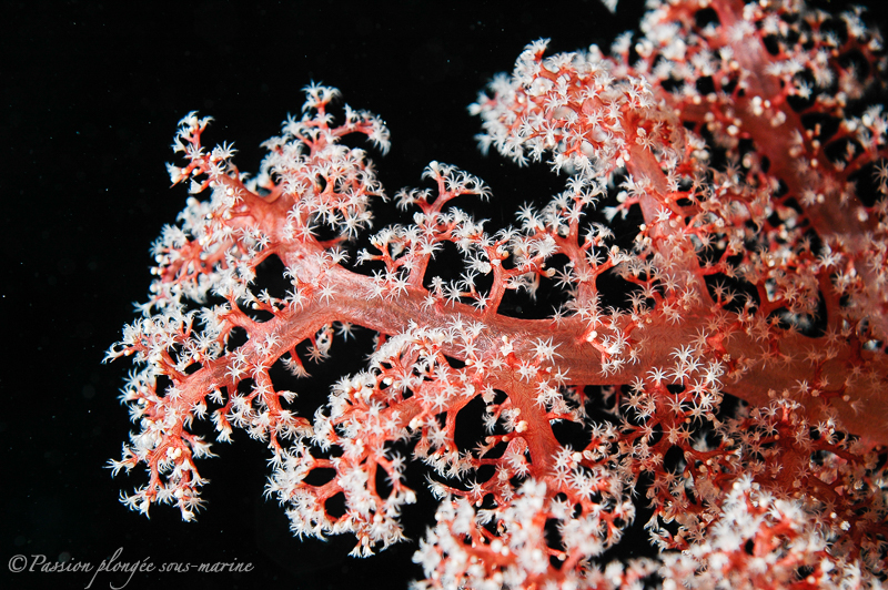 corail mer rouge