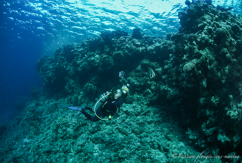 plongée sous-marine en mer Rouge