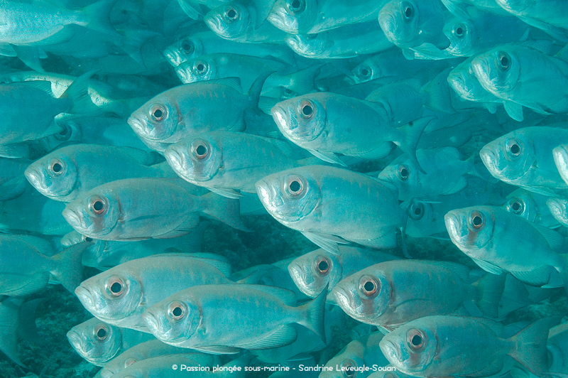 Banc de poissons aux Maldives
