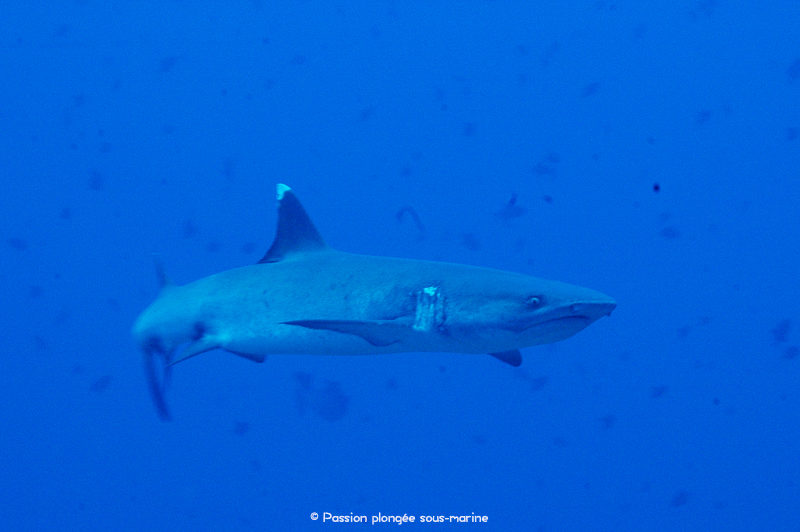 Requin pointe blanche Maldives