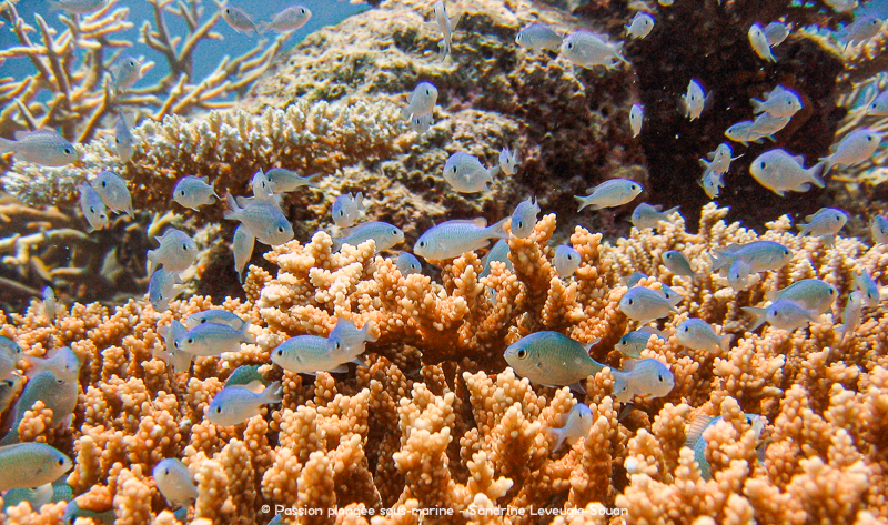 Vie coralienne Maldives