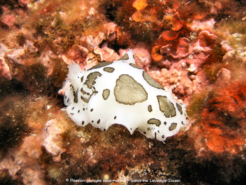 doris dalmatienne Peltodoris atromaculata