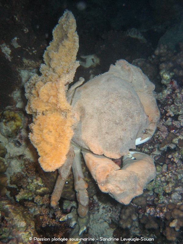 Crabe-éponge Visayas Philippines