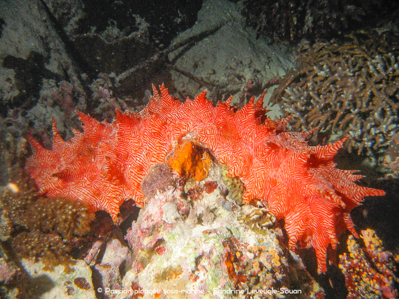 Holoturie à lignes rouges - Thelenota rubralineata - Visayas Philippines