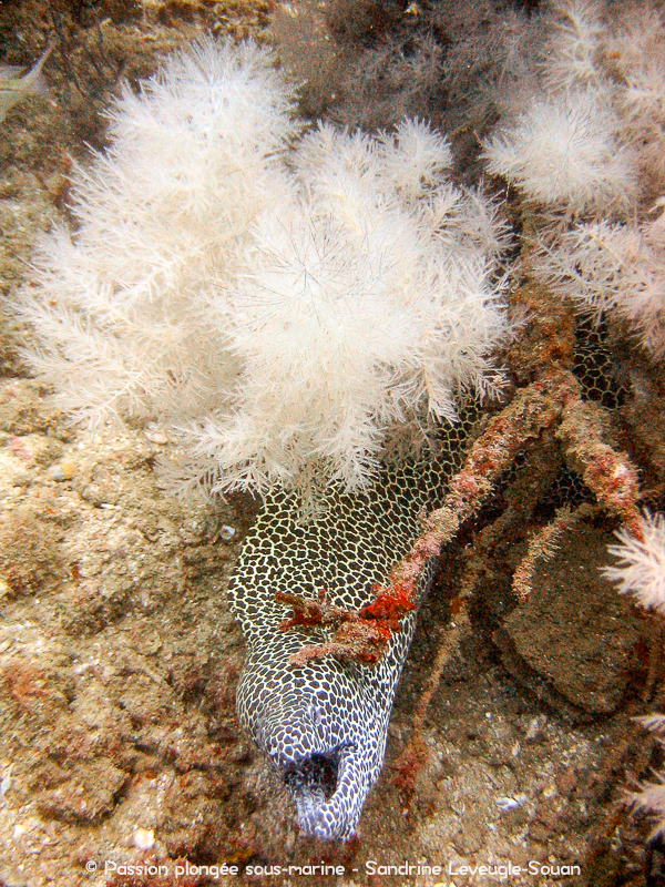 Murène léopard et corail noir Oman