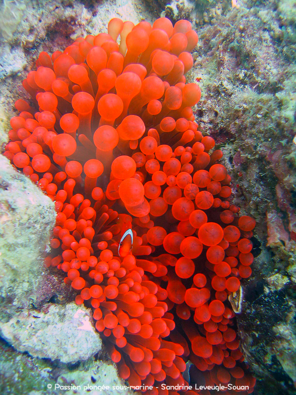 Poisson-clown anémone rouge Visayas Philippines
