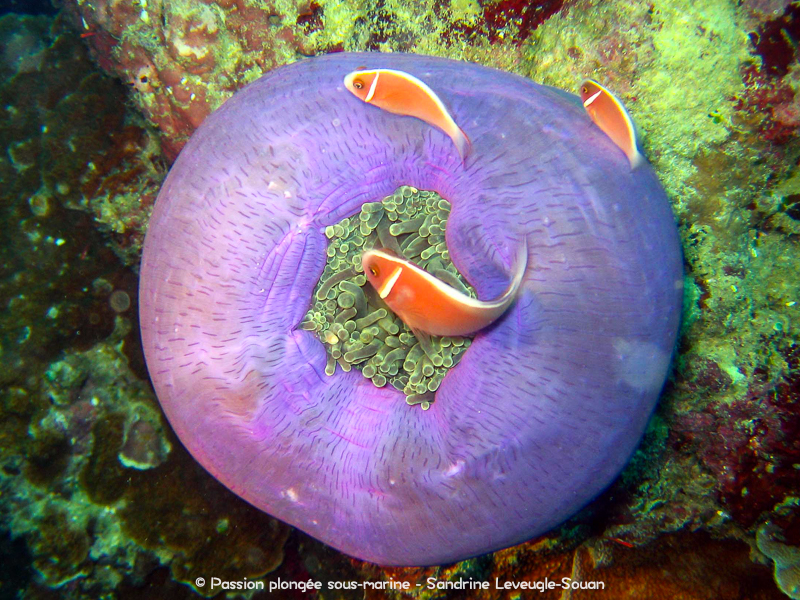 Poissons-clowns anémone violette Visayas Philippines