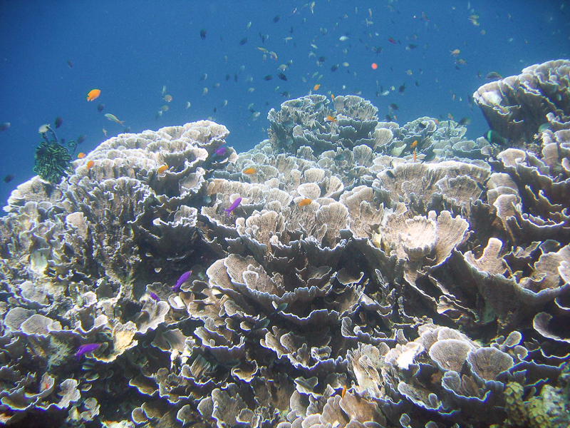 Récif corail Visayas Philippines