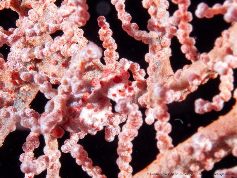 hippocampe pygmée plongée Komodo Indonésie