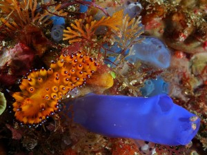nudibranche5.jpg