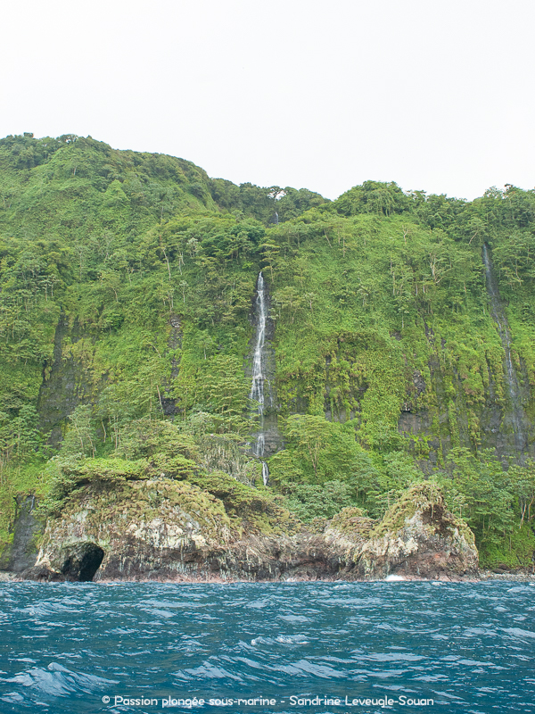 Forêt tropicale île Cocos