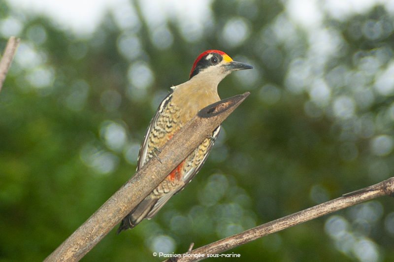 Pic de Pucheran_Melanerpes pucherani_Black-cheeked Woodpecker