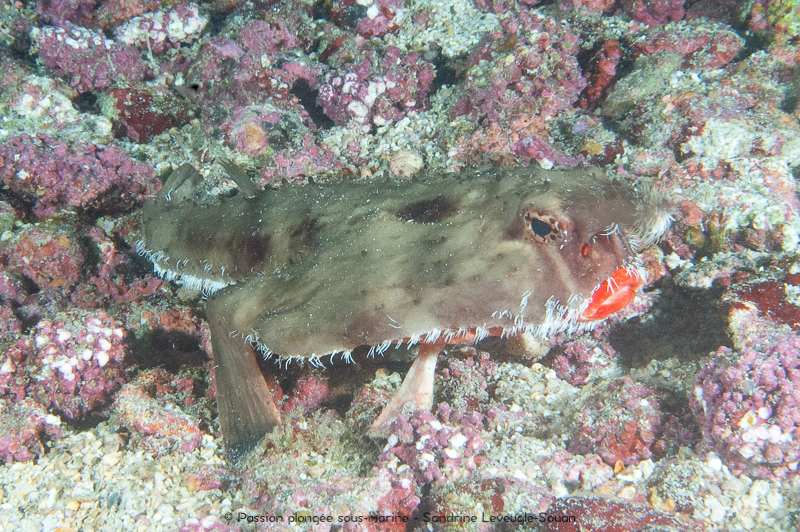 Poisson chauve souris a levre rouge- Cocos batfish - Ogcocephalus perrectus