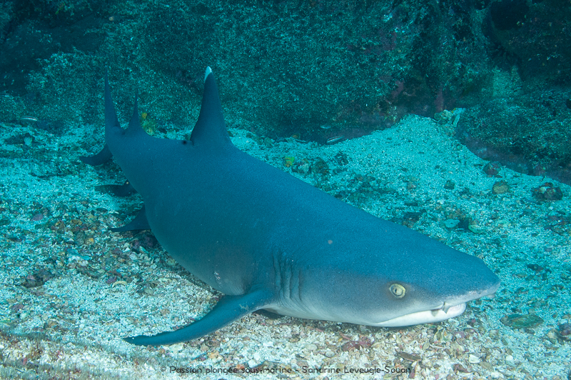 Requin corail île Cocos Costa Rica