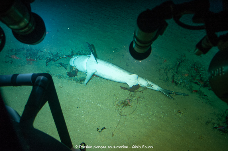 Requin mort DeepSee île Cocos