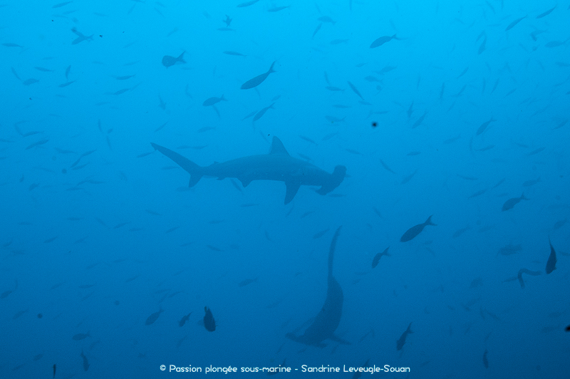 Requins-marteaux île Cocos Costa Rica