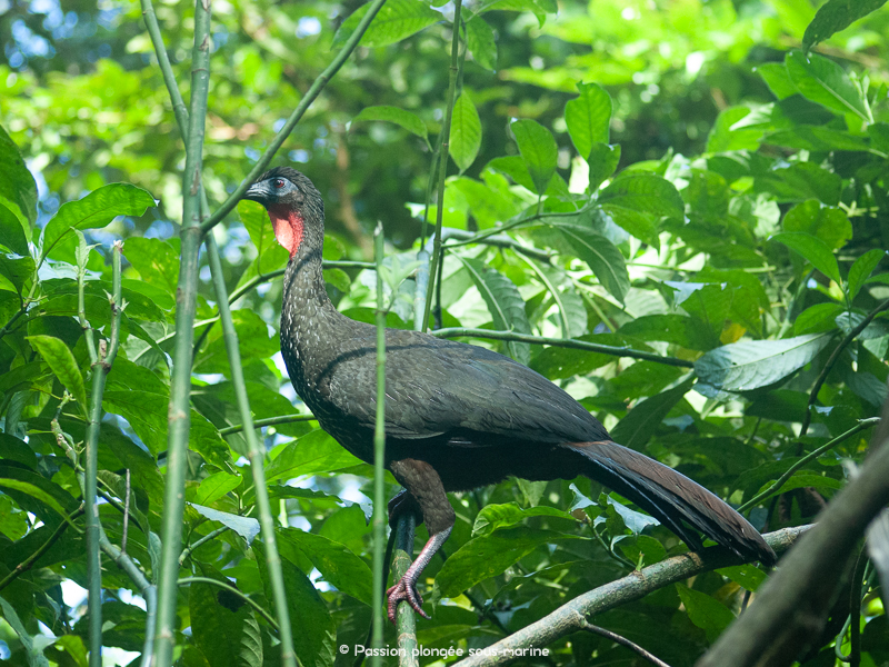 oiseau Costa Rica