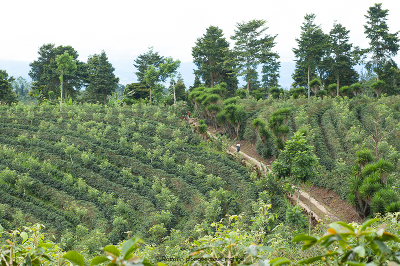 plantation de café Costa Rica