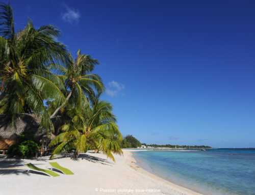 Plonger en Polynésie : le rêve devenu réalité