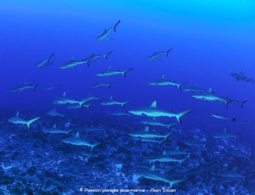 Fakarava : au milieu des requins gris de la passe sud