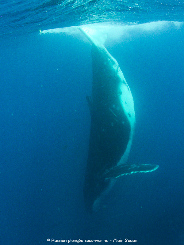 Baleine chandelle Tahiti