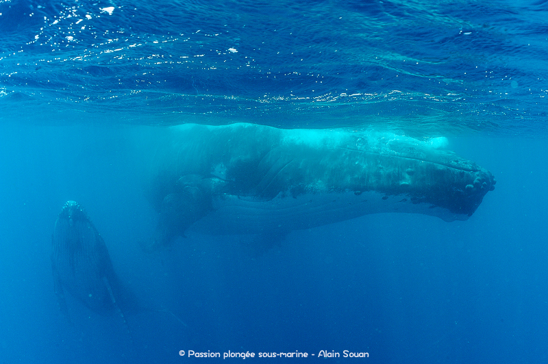 Baleine et baleineau Tahiti