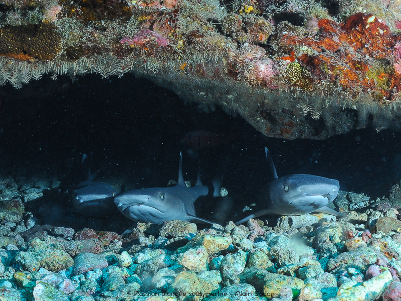 Nurserie requins-corails Tahiti