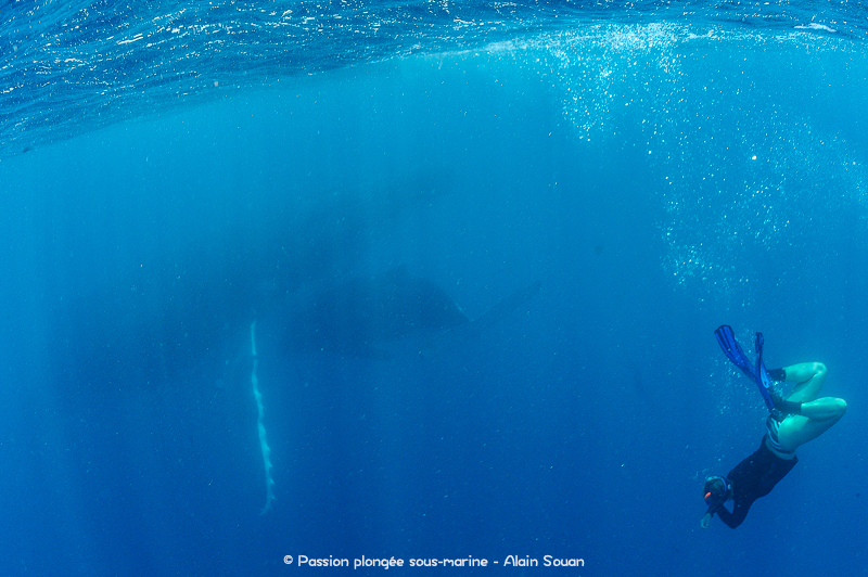 apnée baleine Tahiti
