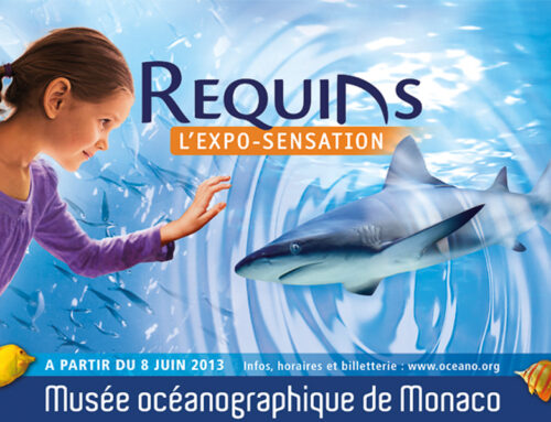 « Requins », une exposition à découvrir au musée océanographique de Monaco