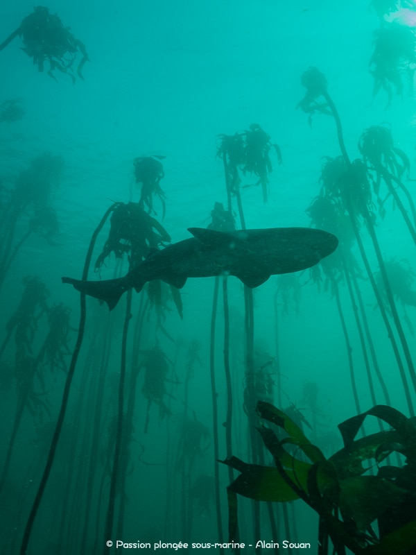 Ambiance kelp false bay Afrique du Sud
