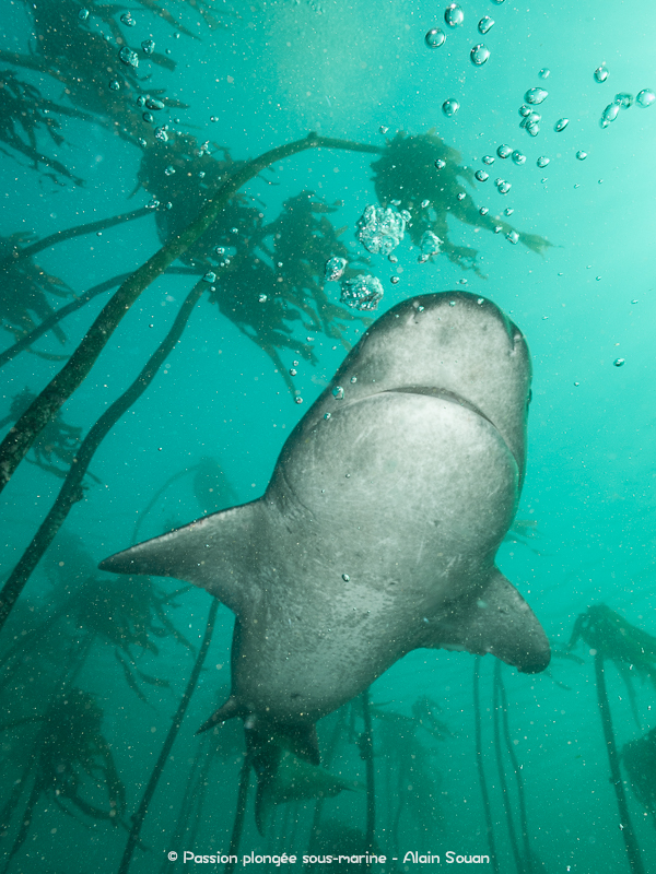 Plongée requin plat-nez Afrique du Sud