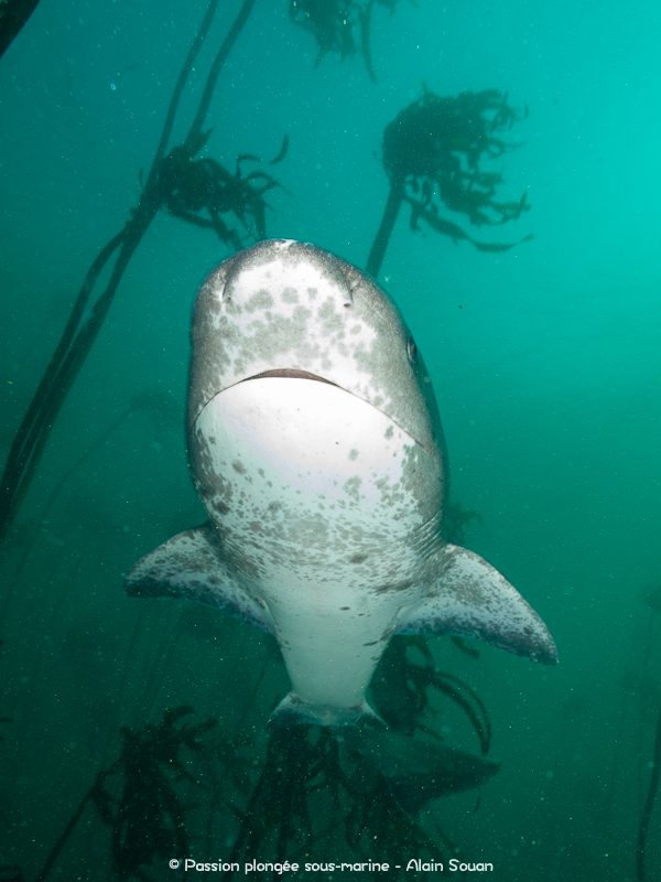 Requin plat-nez dans kelp False Bay
