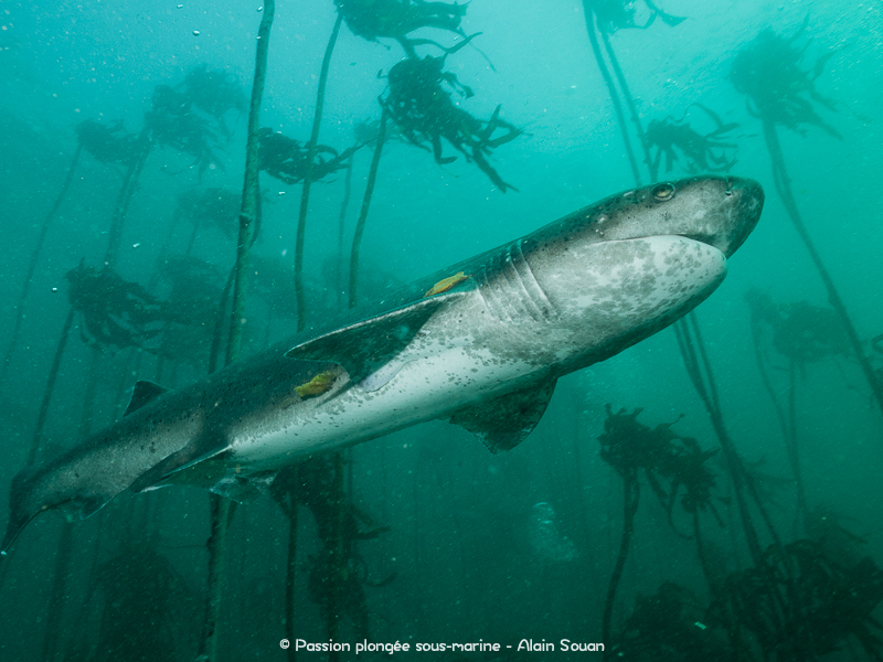 requin plat-nez False Bay Afrique du Sud