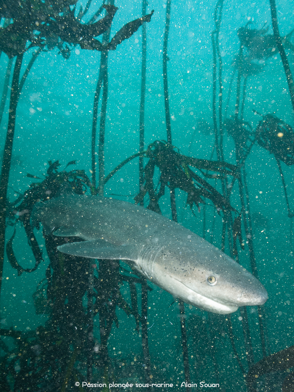 requin plat-nez dans kelp False Bay Afrique du Sud