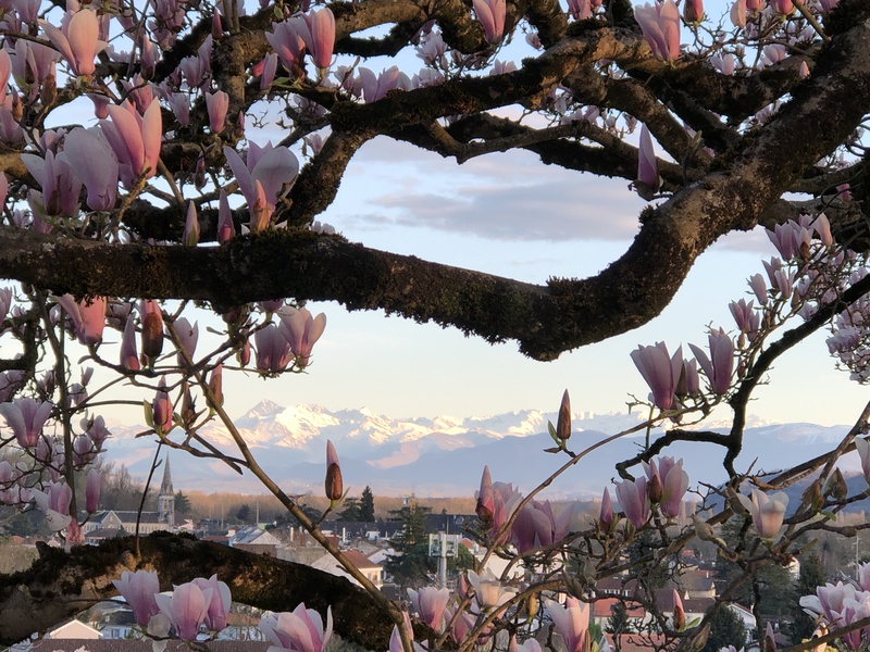 Vue sur les Pyrénées entre les branches d'un magnolia depuis le boulevard des Pyrénées, Pau.