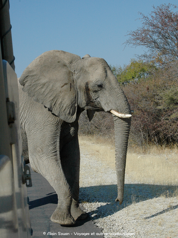 Elephant safari Etosha