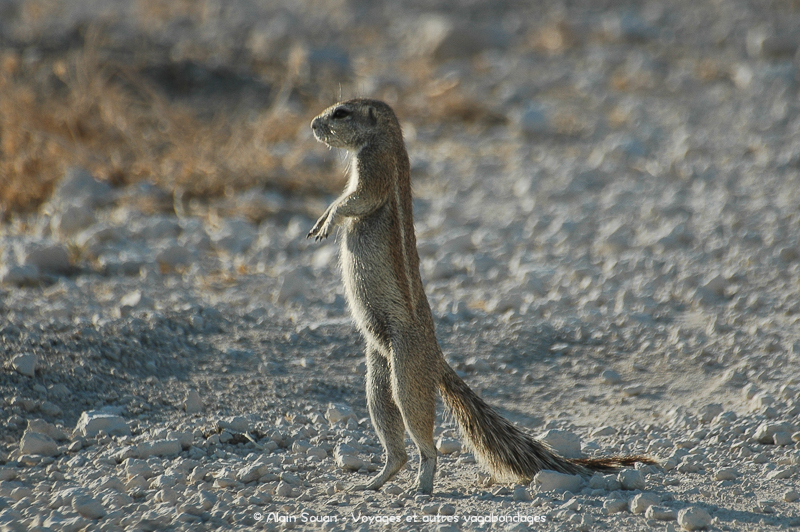 Écureuil de terre du Cap Etosha Namibie