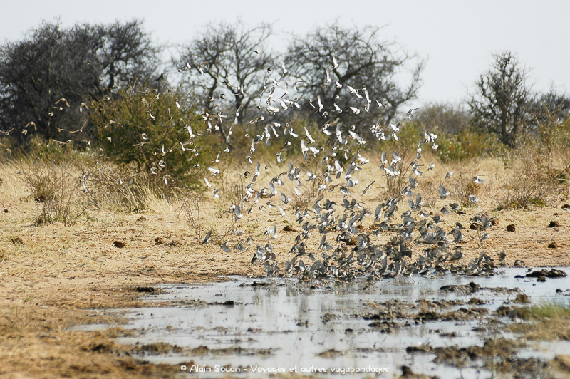 Oiseaux point d'eau Etosha Namibie