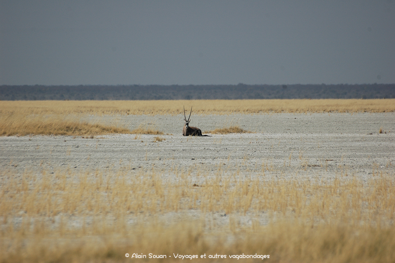 Oryx Etosha Namibie