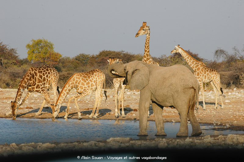 éléphant et girafes Etosha