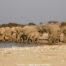 éléphants parc Etosha Namibie