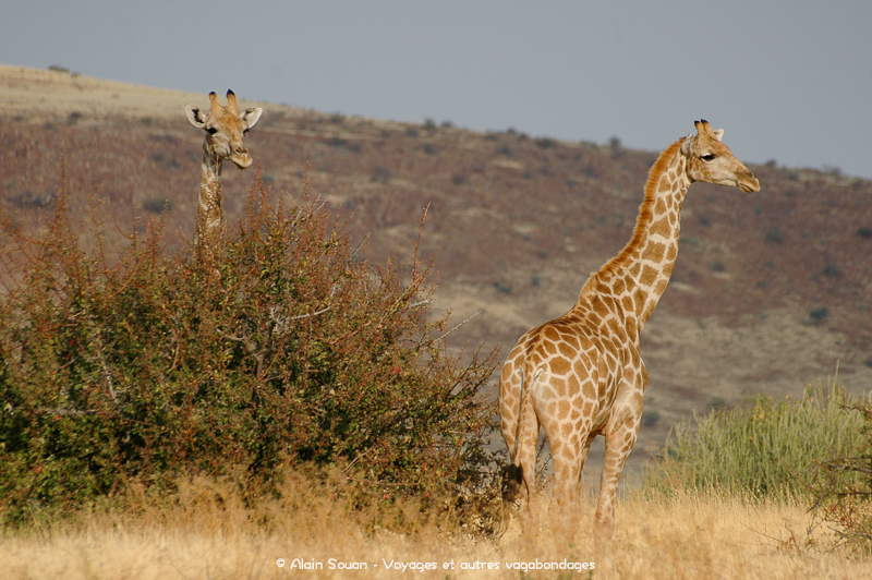 girafes Damaraland