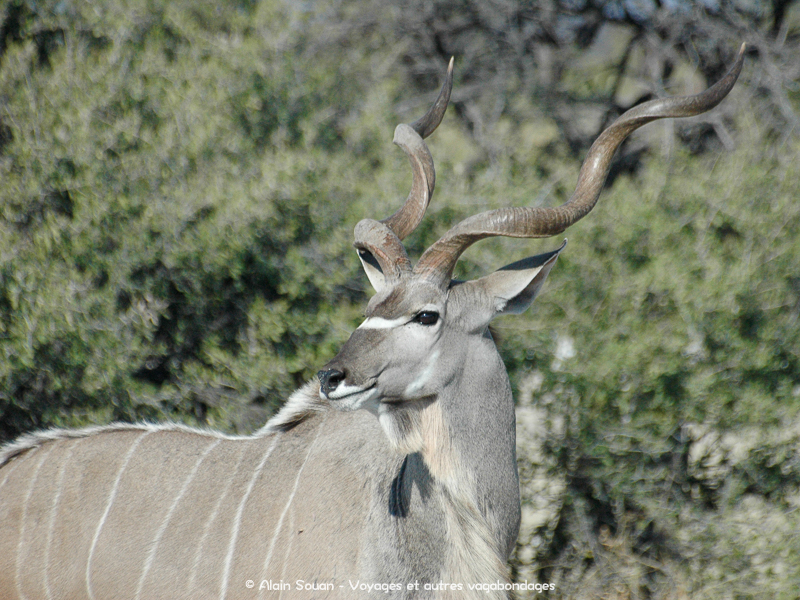 grand kudu safari Etosha