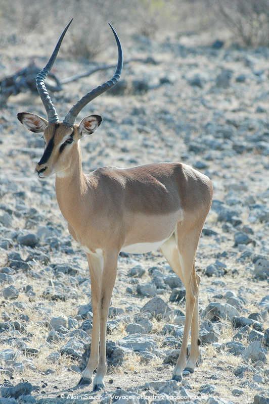 impala safari Etosha Namibie